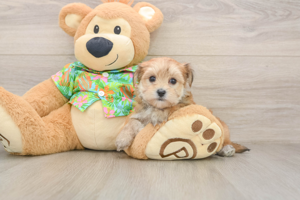 Smart Morkie Designer Pup