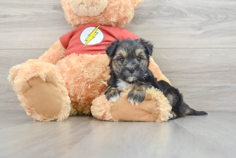 Morkie Puppy for Adoption