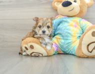 5 week old Morkie Puppy For Sale - Windy City Pups