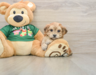 5 week old Morkie Puppy For Sale - Windy City Pups