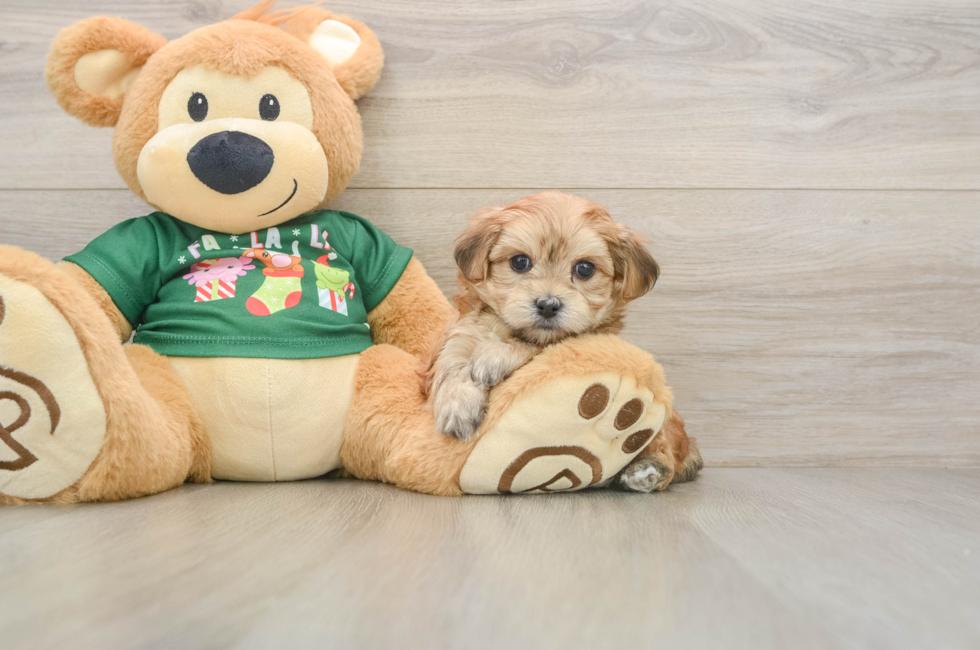 5 week old Morkie Puppy For Sale - Windy City Pups