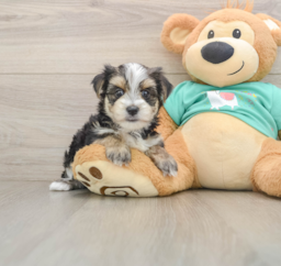 6 week old Morkie Puppy For Sale - Windy City Pups