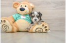 Adorable Yorkiemalt Designer Puppy