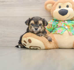 5 week old Morkie Puppy For Sale - Windy City Pups