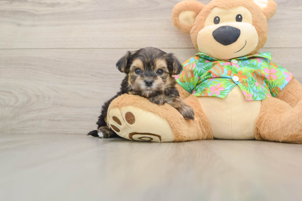 Sweet Morkie Baby