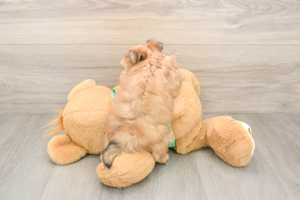 Smart Morkie Designer Pup