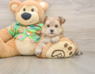 6 week old Morkie Puppy For Sale - Windy City Pups