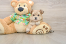 Petite Morkie Designer Pup