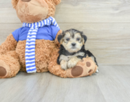 8 week old Morkie Puppy For Sale - Windy City Pups