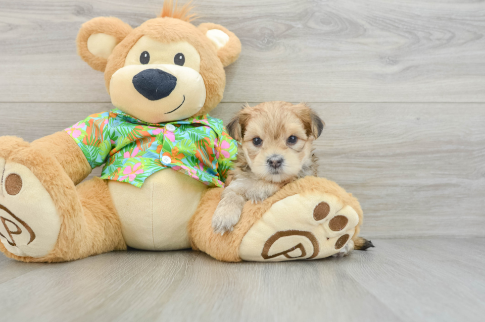 6 week old Morkie Puppy For Sale - Windy City Pups