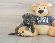 6 week old Morkie Puppy For Sale - Windy City Pups