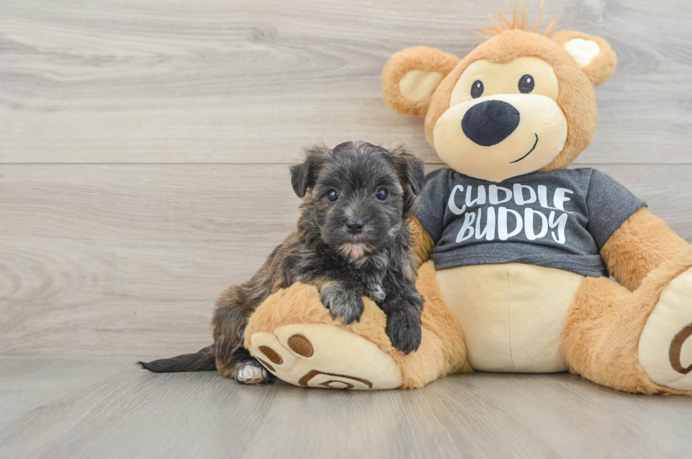 6 week old Morkie Puppy For Sale - Windy City Pups