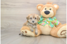 Friendly Morkie Baby