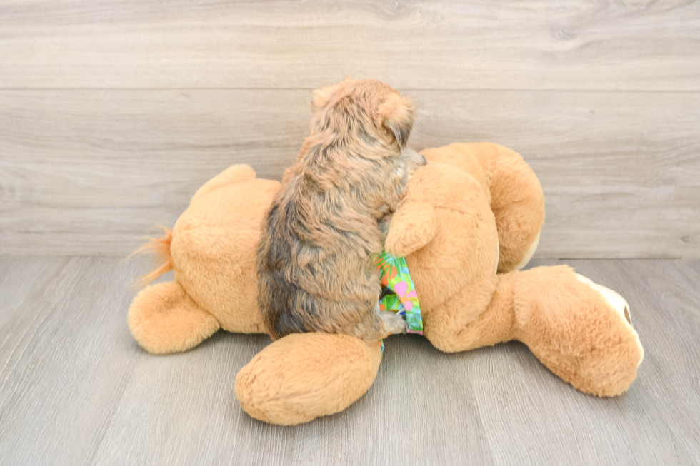 Morkie Puppy for Adoption