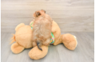 Adorable Yortese Designer Puppy