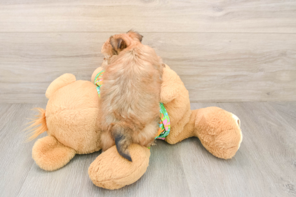 Adorable Yortese Designer Puppy
