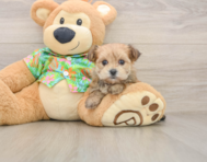 6 week old Morkie Puppy For Sale - Windy City Pups