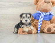 6 week old Morkie Puppy For Sale - Windy City Pups