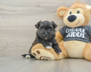 6 week old Morkie Puppy For Sale - Windy City Pups