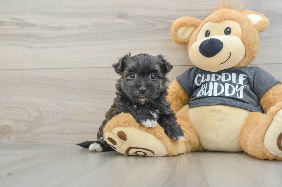 6 week old Morkie Puppy For Sale - Windy City Pups