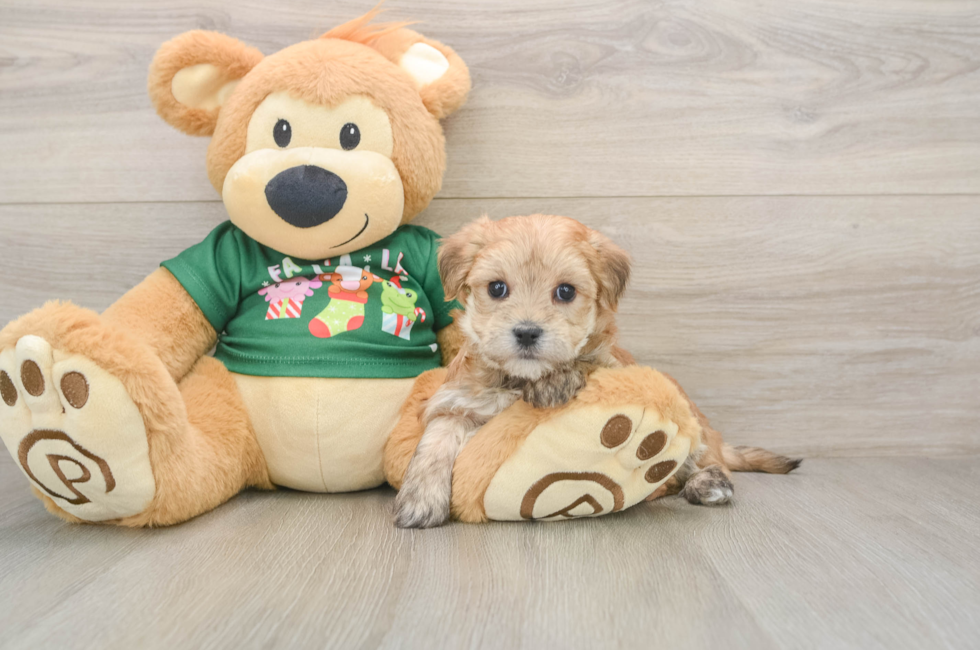 5 week old Morkie Puppy For Sale - Windy City Pups