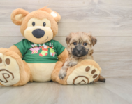 5 week old Morkie Puppy For Sale - Windy City Pups