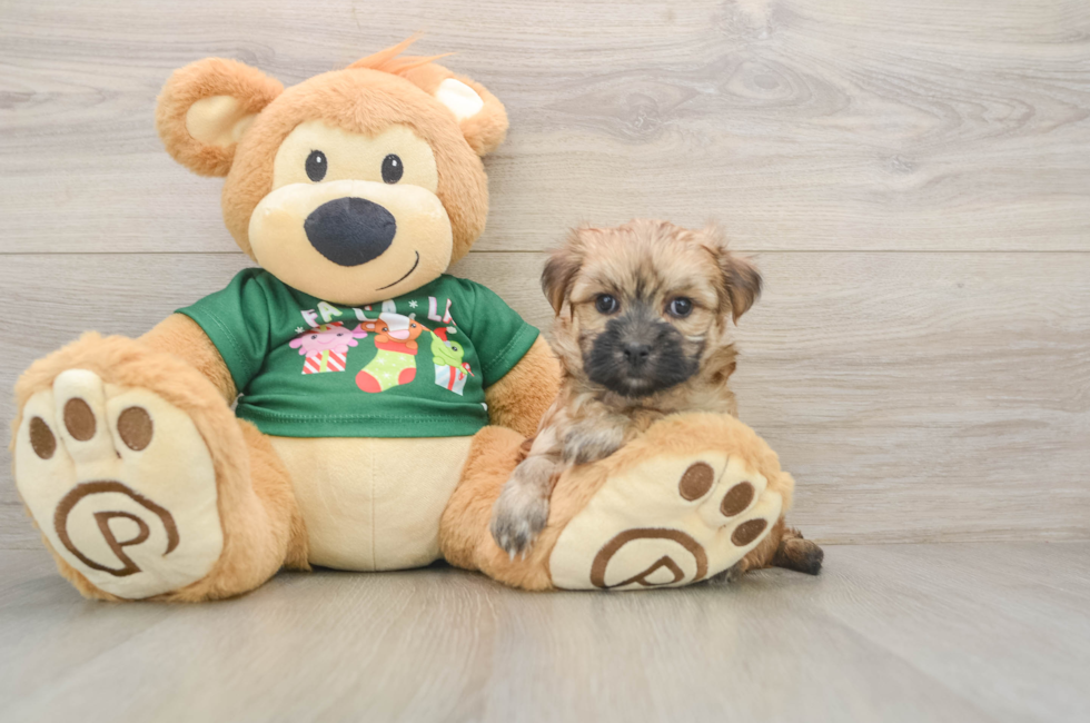 5 week old Morkie Puppy For Sale - Windy City Pups