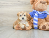 6 week old Morkie Puppy For Sale - Windy City Pups