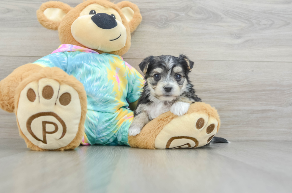 5 week old Morkie Puppy For Sale - Windy City Pups