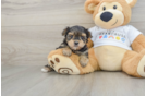Hypoallergenic Yorkiemalt Designer Puppy