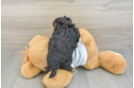 Small Morkie Baby