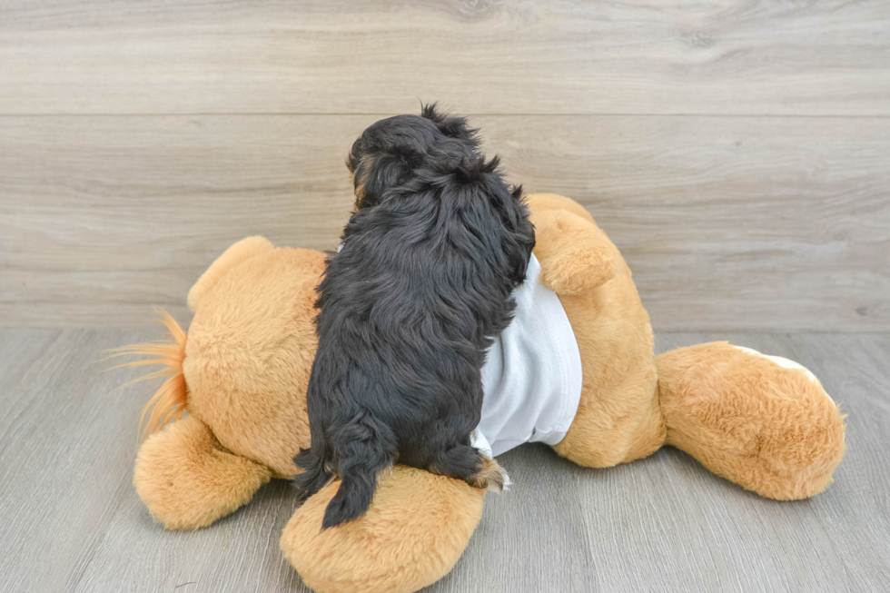 Small Morkie Baby