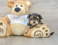 5 week old Morkie Puppy For Sale - Windy City Pups