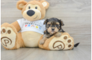 Morkie Puppy for Adoption