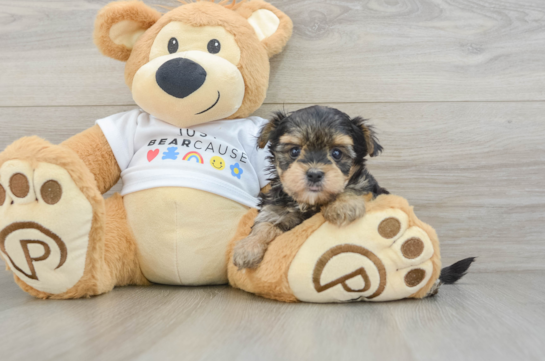 Morkie Puppy for Adoption