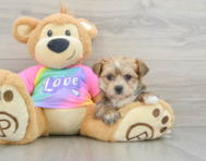 7 week old Morkie Puppy For Sale - Windy City Pups