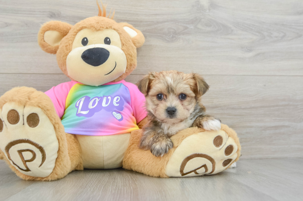 7 week old Morkie Puppy For Sale - Windy City Pups