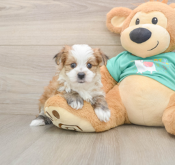 6 week old Morkie Puppy For Sale - Windy City Pups