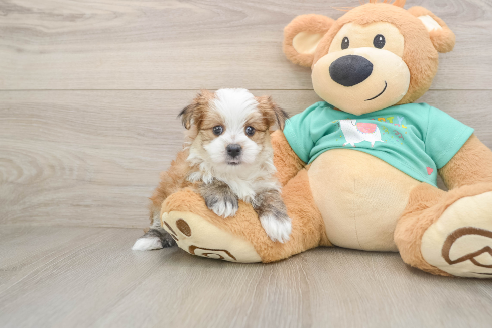 Morkie Pup Being Cute