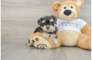 Best Morkie Baby