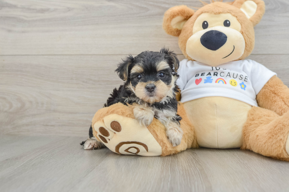 Best Morkie Baby