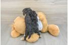 Best Morkie Baby