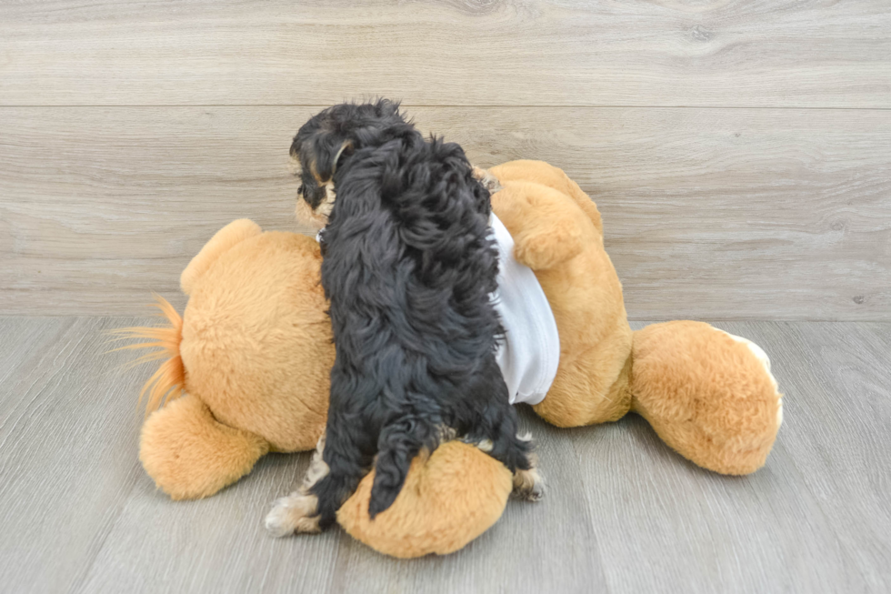 Best Morkie Baby