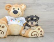 5 week old Morkie Puppy For Sale - Windy City Pups