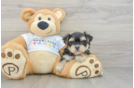 Morkie Pup Being Cute