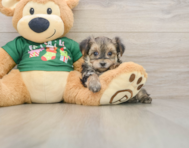 6 week old Morkie Puppy For Sale - Windy City Pups