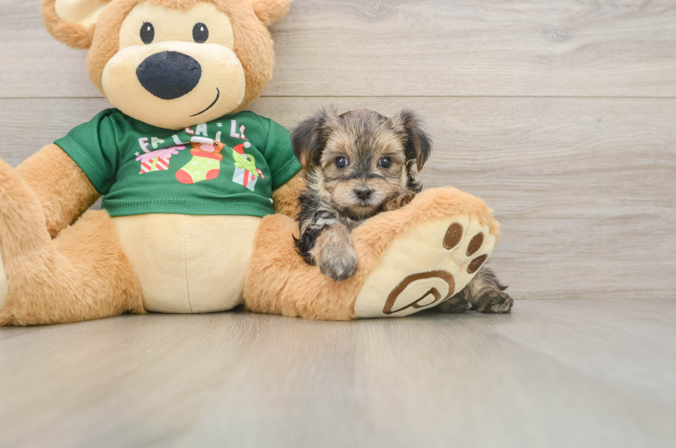5 week old Morkie Puppy For Sale - Windy City Pups