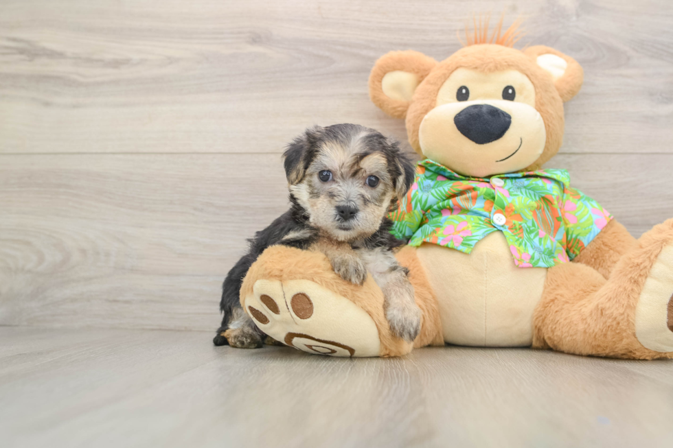 Adorable Yorkiemalt Designer Puppy