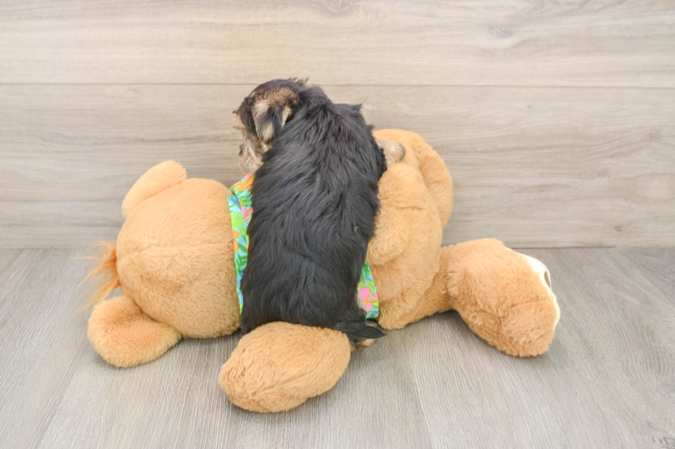 Little Yorktese Designer Puppy
