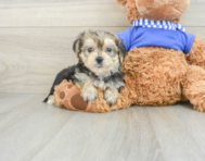 6 week old Morkie Puppy For Sale - Windy City Pups